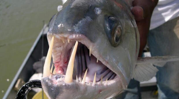 Рыба-вампир, водится в бассейне Амазонки. Для многих первая встреча с ней также оказалась и последней