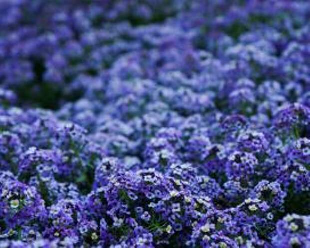 Алиссум "Лавандовый поток" (Lobularia maritima Lavender Stream)