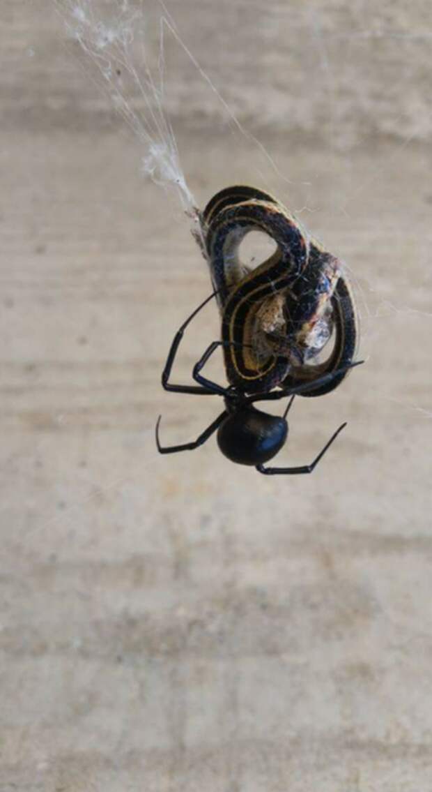 6. Черная вдова словила змею животные, жутко, интересное, насекомые, подборка, природа, ужас, фото