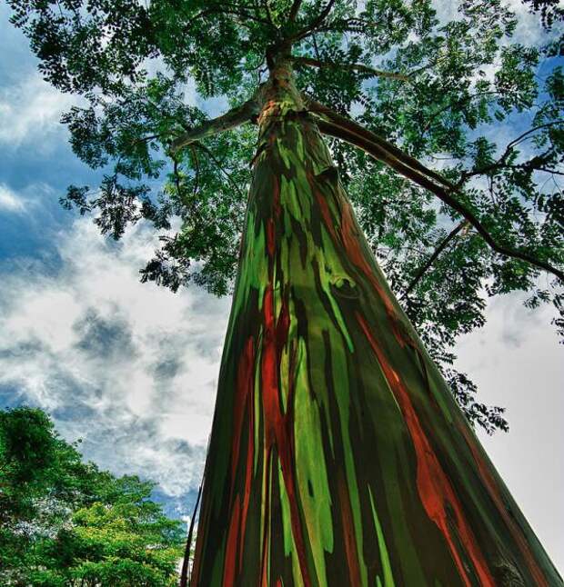 Радужный эвкалипт - необычное дерево