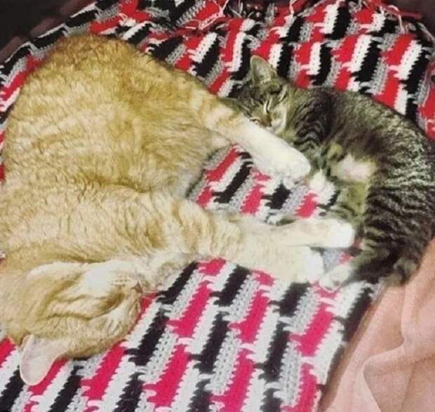 Спящие котики Кот и котенок спят