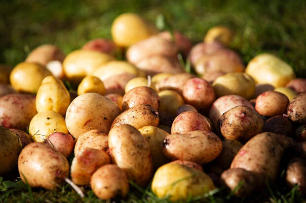 Где в России картошка стоит всего 32 рубля за килограмм: список регионов с самой дешёвой ценой