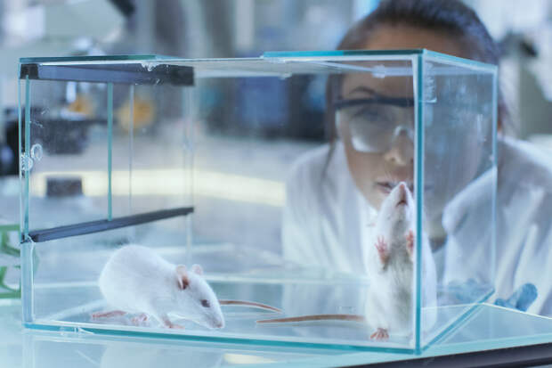 ASN: эленоловая кислота из оливок помогла мышам с диабетом похудеть