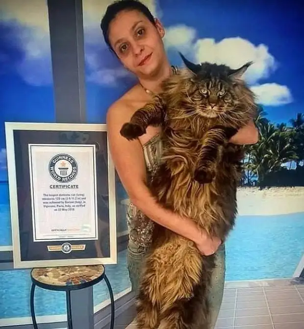 Как выглядит самый длинный кот в мире