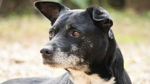 Собаки – достаточно сложные животные, чтобы эмоции и переживания не казались чем-то из области фантастики. Фото Kat von Wood/Unsplash