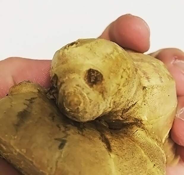 Плоды странной и забавной формы
