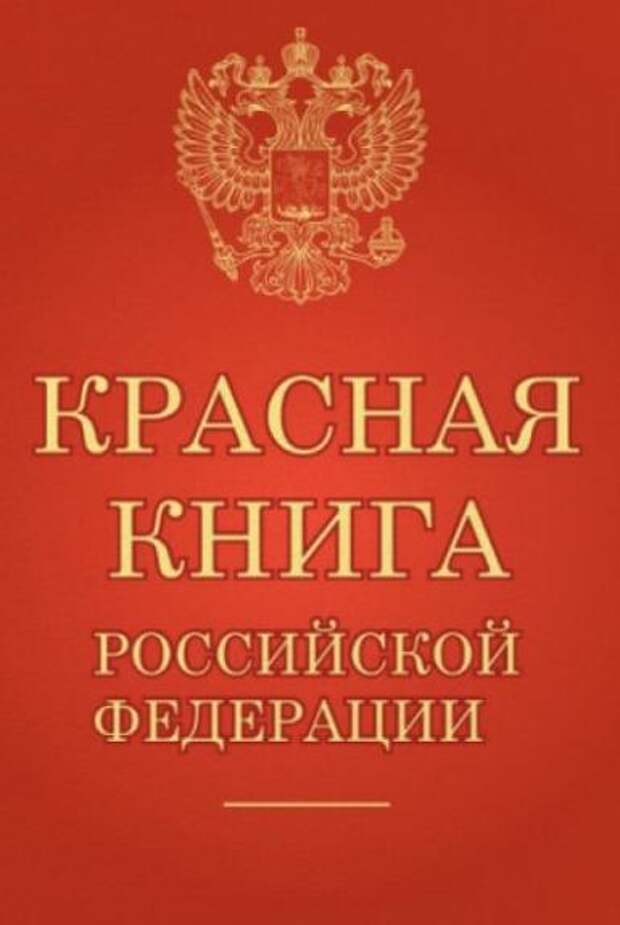 Красная Книга Купить В Спб