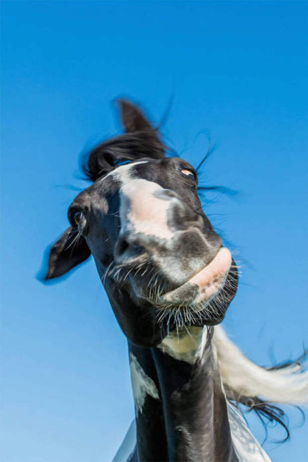 Самые смешные фотографит животных, присланные на конкурс Comedy Wildlife Photography Awards — 2016