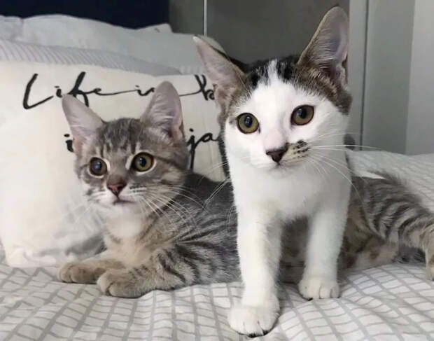 Без кота и жизнь не та