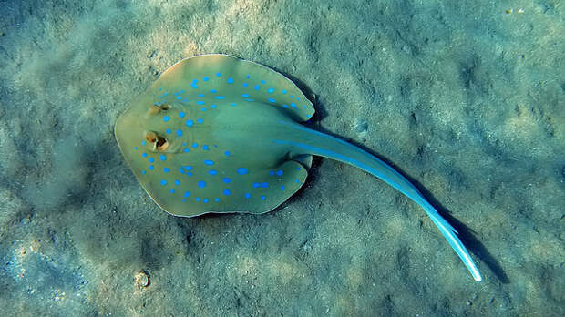 46.Blue Spotted Stingray (Taeniura lymma)