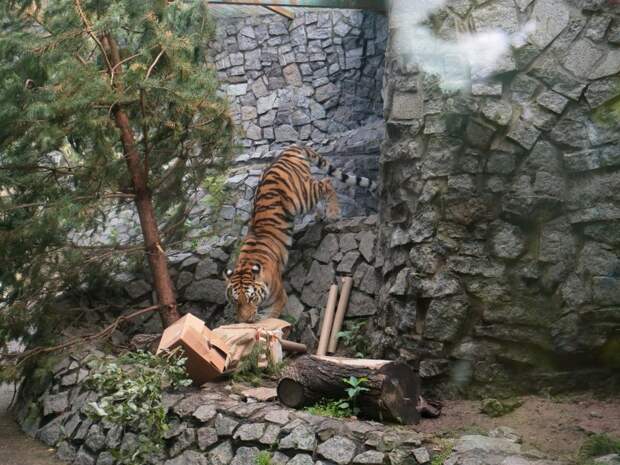 В Ленинградском зоопарке показали, как тигрица терзает коробку в поисках мяса