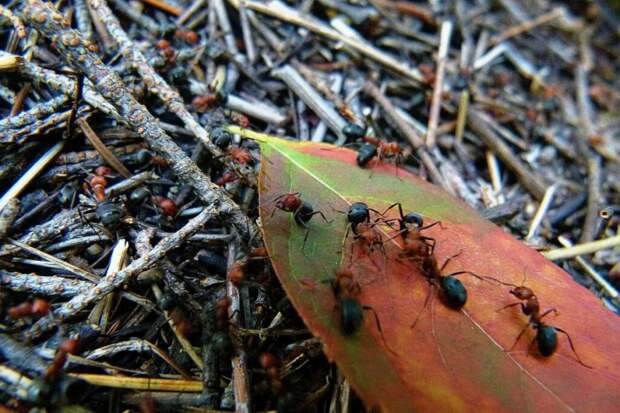 Секс муравьёв стал причиной отключения интернета в Германии