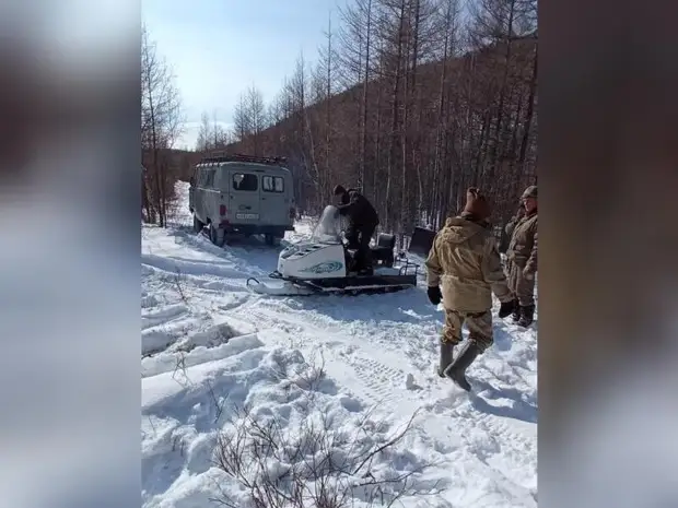 В Сохондинском заповеднике выросла популяция соболя