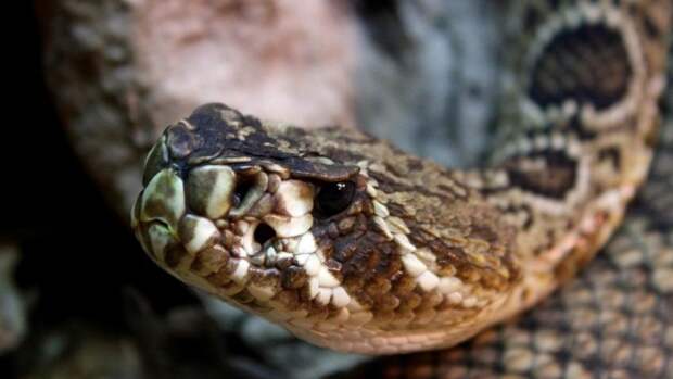 Змея укусила трехлетнего ребенка в тюменской деревне