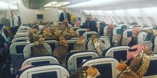 Саудовский принц арендовал 80 мест в авиалайнере для своих соколов