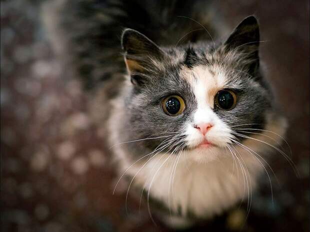 Кошка всегда рада доброму слову животные, коты, прикол, юмор