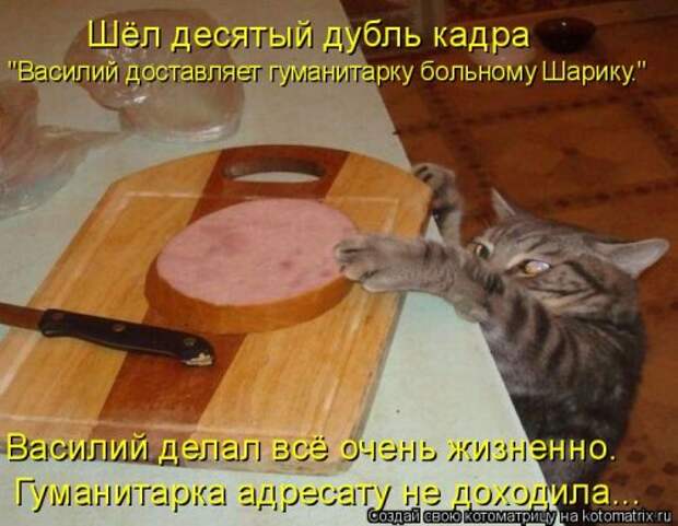 Свежая котоматрица (33 фото)