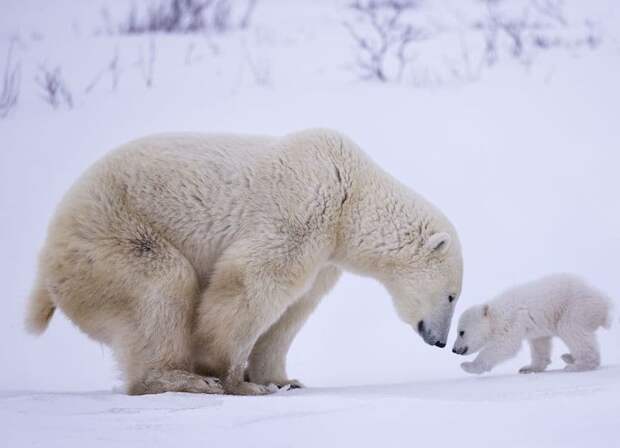 Лучшие фотографии природы National Geographic 2017 Лучшие фотографии природы National Geographic 2017
