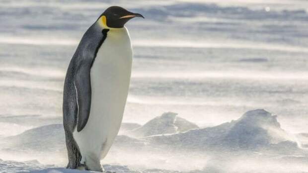 В Новой Зеландии нашли останки пингвина ростом с человека