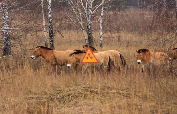 Ученые: фауна Чернобыльской зоны поражает разнообразием
