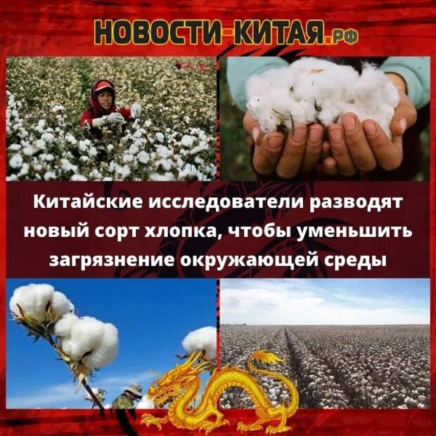 Китайские исследователи разводят новый сорт хлопка, чтобы уменьшить загрязнение окружающей среды Новости Китая