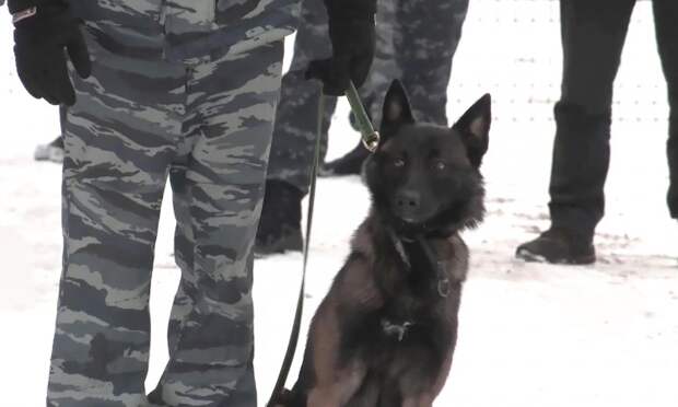 В Архангельске служебная  собака помогла найти вора