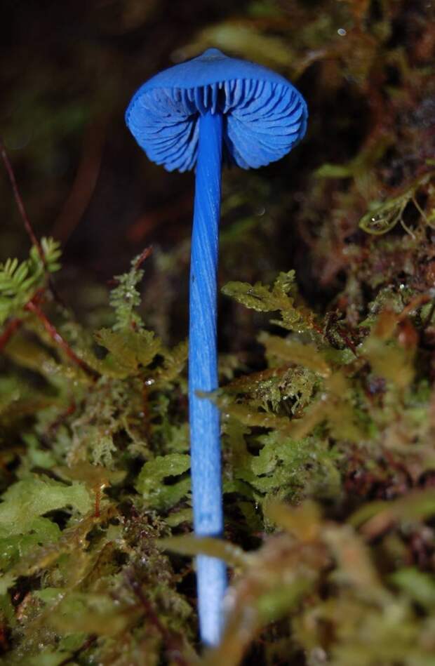 Entoloma hochstetteri в лесу Новой Зеландии. Фото: Mary Smiley.