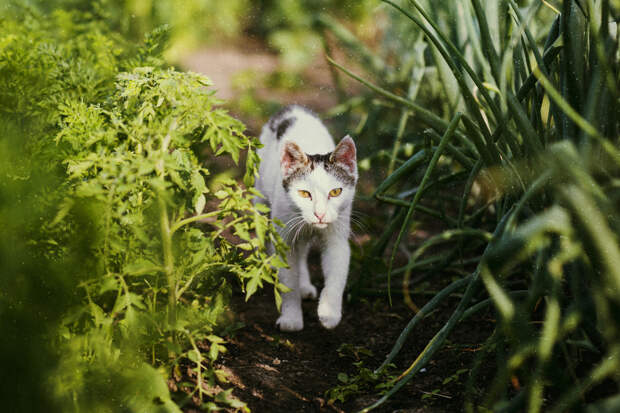 Красивые, но токсичные: какие садовые цветы и кустарники опасны для кошек и собак