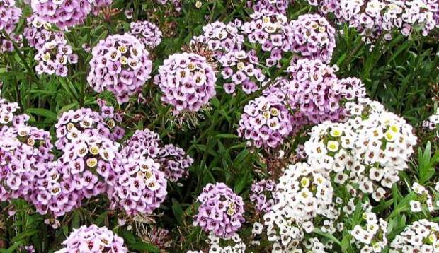 Алиссум (Lobularia maritima)