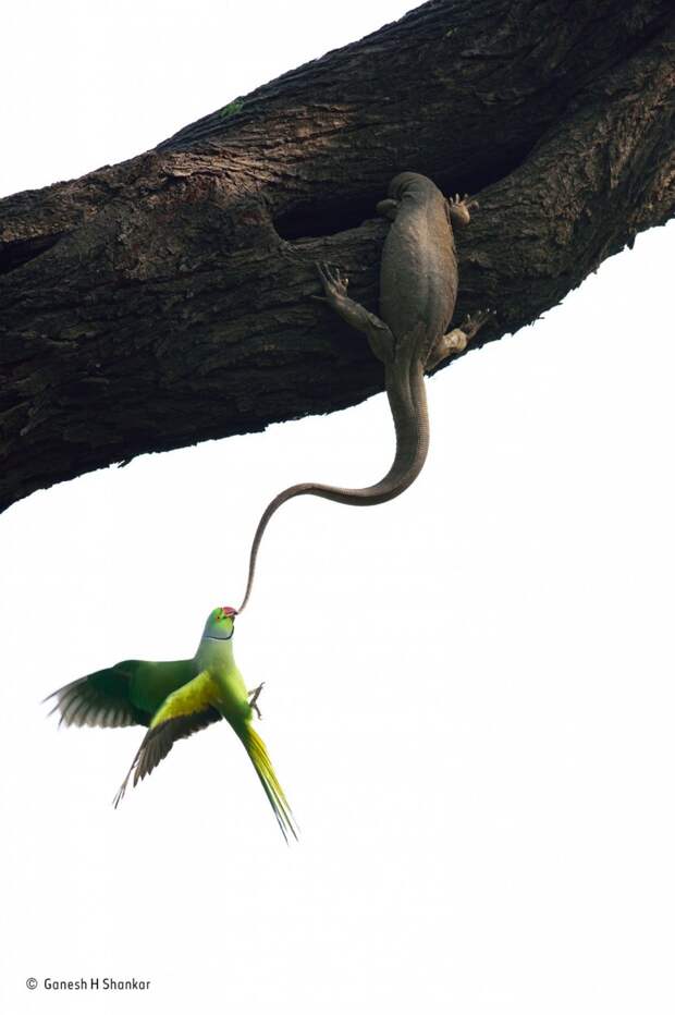 winner-l-monitor-lizard-had-taken-up-residence