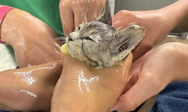 Котенка, упавшего в ведро с клеем, спасали 4 часа: фото, каким он был и что с ним стало