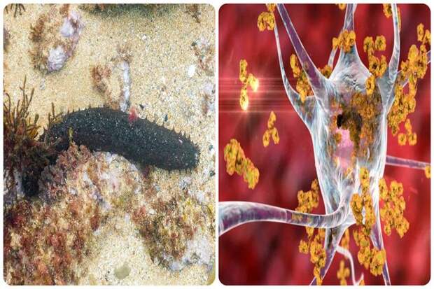 У каких организмов нет мозга?