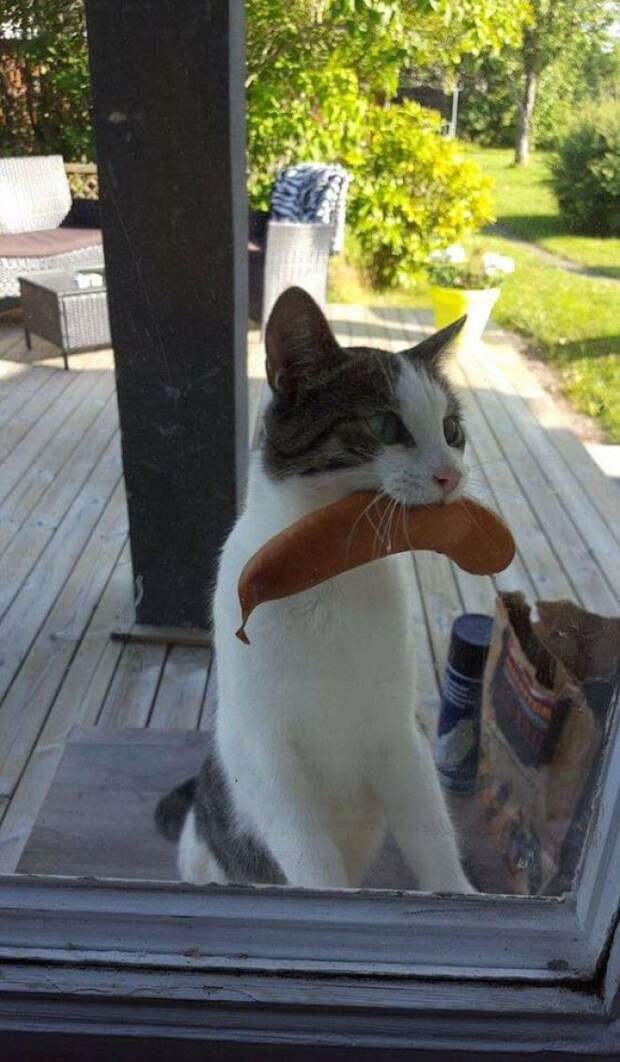 Cat returns with sausage stolen from unknown neighbors bbq...