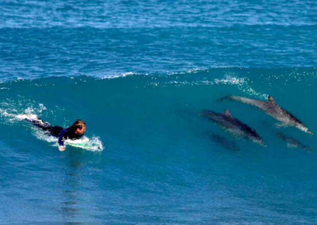 Наперегонки с дельфинами.