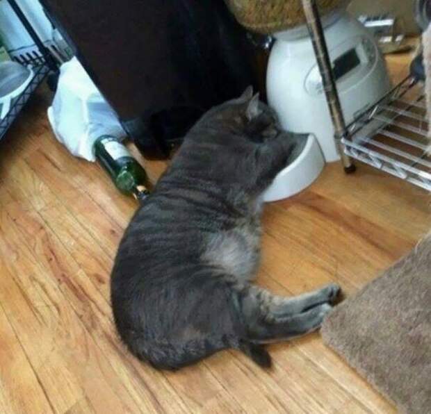 Котики, которые заснули в самых странных позах