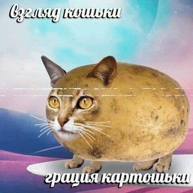 Взгляд кошки грацию картошки