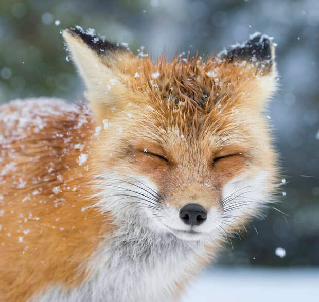 Winter Fox Photography