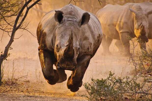 2. Носорог вид, вымирание, животные