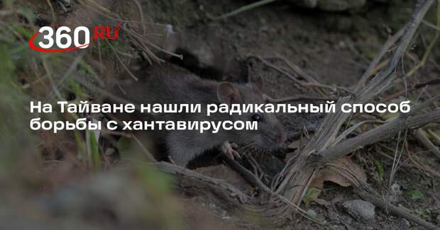 Тайбэй намерен уничтожить всех крыс после двух случаев заражения хантавирусом