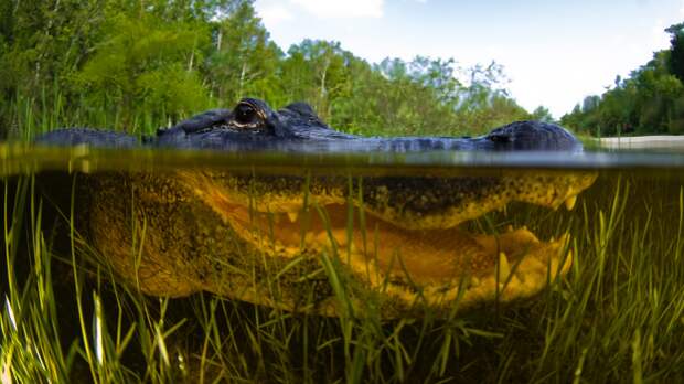 alligator in the water