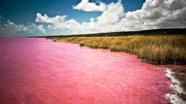озеро, которое превращается в «розовый кисель»
