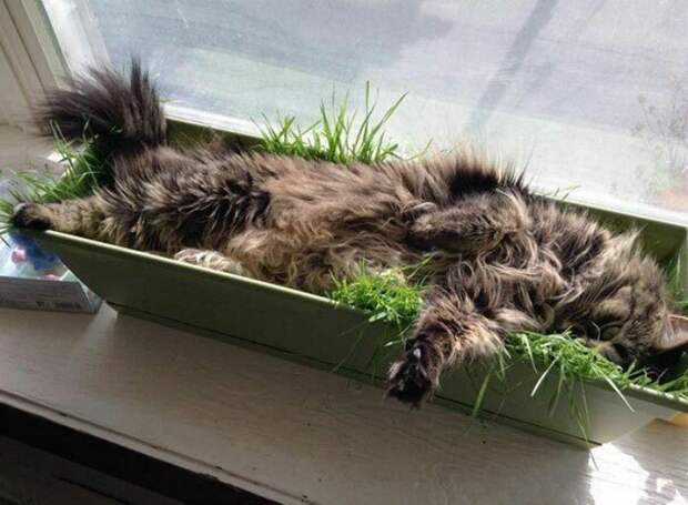 Котики, которые заснули в самых странных позах