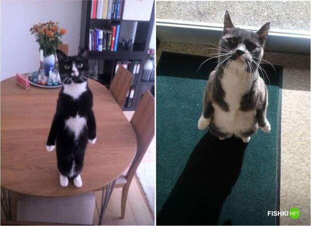 20 фотографий, доказывающих, что кошки медленно превращаются в людей кот, юмор