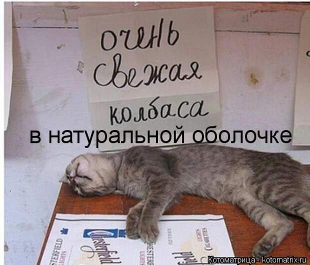 Забавные животные (50 фото)