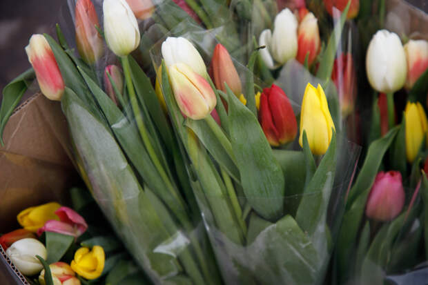 Эксперты рассказали, как выбрать безопасный букет на 8 Марта для человека и животных