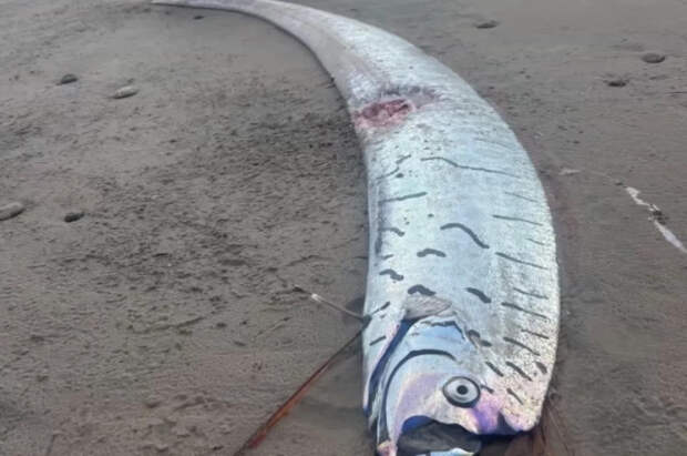 Океанолог Таврический объяснил появление рыбы Судного дня во Вьетнаме