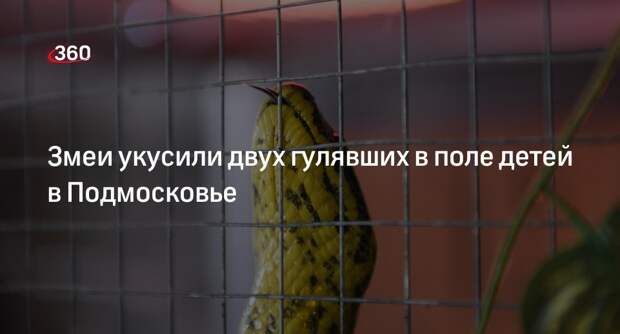 Змеи укусили двух гулявших в поле детей в Подмосковье
