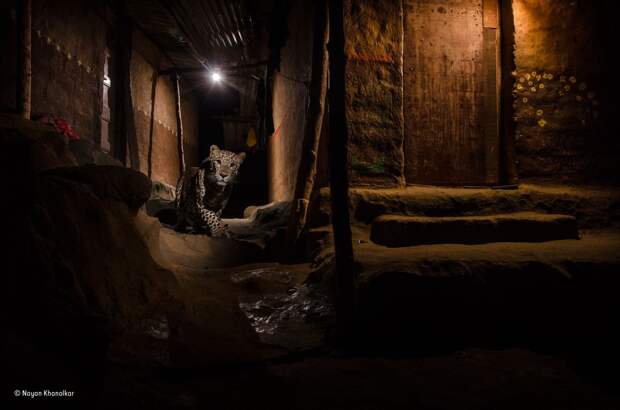 winner-urban-the-alley-cat-nayan-khanolkar-india-in-this-suburb-of-mumbai-leopards-slip-ghost-like-through-the-maze-of-alleys