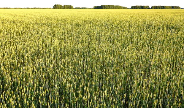 Свежие фермерские продукты и выставка тракторов: «День Поля» пройдёт в Приморье