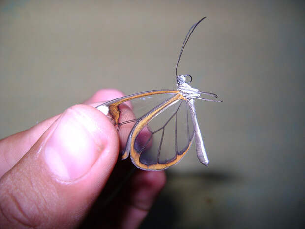 Greta oto — удивительная бабочка со «стеклянными» крыльями